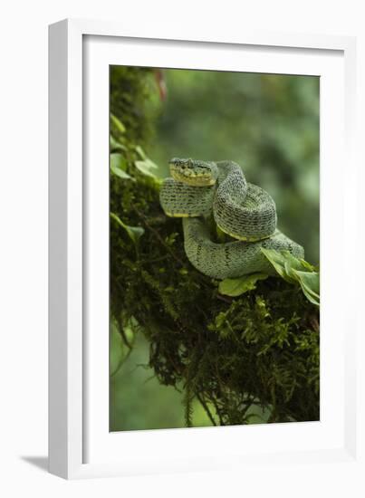 Two-Striped Forest Pitviper (Bothriopsis Bilineata Smaragdina) Amazon, Ecuador-Pete Oxford-Framed Photographic Print