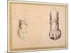 Two Studies of a Foot in Foreshortening-Agostino Carracci-Mounted Giclee Print