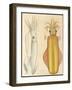 Two Studies of Cuttlefish, 1881 (Graphite and Watercolour)-Aloys Zotl-Framed Giclee Print