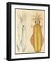 Two Studies of Cuttlefish, 1881 (Graphite and Watercolour)-Aloys Zotl-Framed Giclee Print