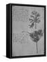 'Two Studies of Rushes in Seed, c1480 (1945)-Leonardo Da Vinci-Framed Stretched Canvas