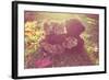 Two Stuffed Bears Hugging. Instagram Effect-soupstock-Framed Photographic Print