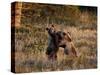 Two Sub-Adult Grizzly Bears (Ursus Arctos Horribilis), Glacier National Park, Montana, USA-James Hager-Stretched Canvas