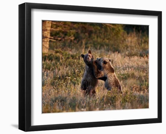 Two Sub-Adult Grizzly Bears (Ursus Arctos Horribilis), Glacier National Park, Montana, USA-James Hager-Framed Photographic Print