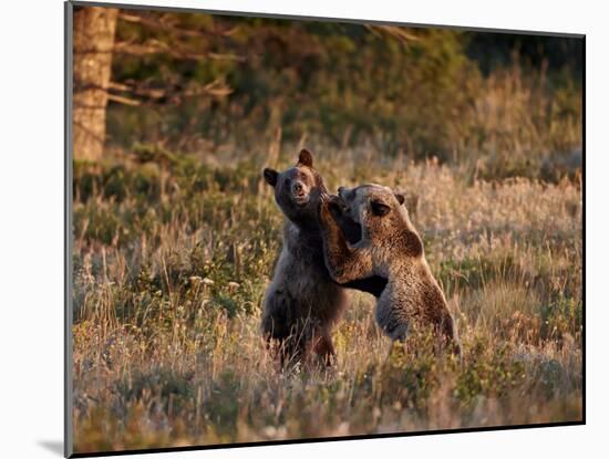 Two Sub-Adult Grizzly Bears (Ursus Arctos Horribilis), Glacier National Park, Montana, USA-James Hager-Mounted Photographic Print