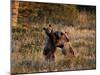 Two Sub-Adult Grizzly Bears (Ursus Arctos Horribilis), Glacier National Park, Montana, USA-James Hager-Mounted Photographic Print