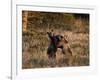 Two Sub-Adult Grizzly Bears (Ursus Arctos Horribilis), Glacier National Park, Montana, USA-James Hager-Framed Photographic Print