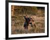 Two Sub-Adult Grizzly Bears (Ursus Arctos Horribilis), Glacier National Park, Montana, USA-James Hager-Framed Photographic Print