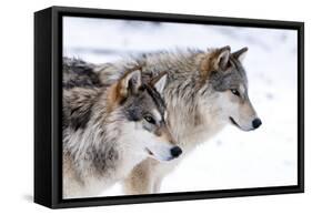 Two Sub Adult North American Timber Wolves (Canis Lupus) in Snow, Austria, Europe-Louise Murray-Framed Stretched Canvas