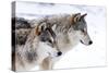 Two Sub Adult North American Timber Wolves (Canis Lupus) in Snow, Austria, Europe-Louise Murray-Stretched Canvas