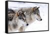 Two Sub Adult North American Timber Wolves (Canis Lupus) in Snow, Austria, Europe-Louise Murray-Framed Stretched Canvas