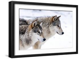 Two Sub Adult North American Timber Wolves (Canis Lupus) in Snow, Austria, Europe-Louise Murray-Framed Photographic Print