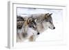 Two Sub Adult North American Timber Wolves (Canis Lupus) in Snow, Austria, Europe-Louise Murray-Framed Photographic Print