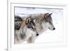 Two Sub Adult North American Timber Wolves (Canis Lupus) in Snow, Austria, Europe-Louise Murray-Framed Photographic Print