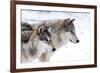 Two Sub Adult North American Timber Wolves (Canis Lupus) in Snow, Austria, Europe-Louise Murray-Framed Photographic Print