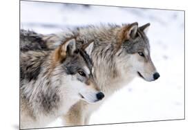 Two Sub Adult North American Timber Wolves (Canis Lupus) in Snow, Austria, Europe-Louise Murray-Mounted Photographic Print