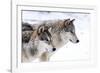 Two Sub Adult North American Timber Wolves (Canis Lupus) in Snow, Austria, Europe-Louise Murray-Framed Photographic Print