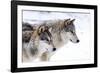 Two Sub Adult North American Timber Wolves (Canis Lupus) in Snow, Austria, Europe-Louise Murray-Framed Photographic Print