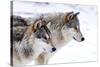 Two Sub Adult North American Timber Wolves (Canis Lupus) in Snow, Austria, Europe-Louise Murray-Stretched Canvas