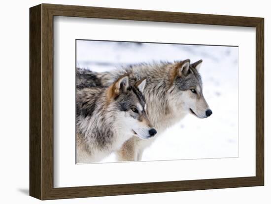 Two Sub Adult North American Timber Wolves (Canis Lupus) in Snow, Austria, Europe-Louise Murray-Framed Premium Photographic Print