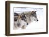 Two Sub Adult North American Timber Wolves (Canis Lupus) in Snow, Austria, Europe-Louise Murray-Framed Premium Photographic Print
