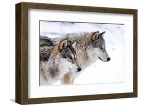 Two Sub Adult North American Timber Wolves (Canis Lupus) in Snow, Austria, Europe-Louise Murray-Framed Premium Photographic Print