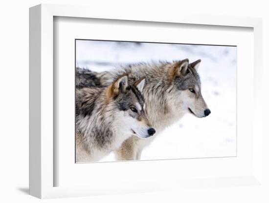 Two Sub Adult North American Timber Wolves (Canis Lupus) in Snow, Austria, Europe-Louise Murray-Framed Premium Photographic Print