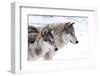 Two Sub Adult North American Timber Wolves (Canis Lupus) in Snow, Austria, Europe-Louise Murray-Framed Premium Photographic Print