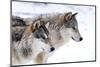 Two Sub Adult North American Timber Wolves (Canis Lupus) in Snow, Austria, Europe-Louise Murray-Mounted Premium Photographic Print