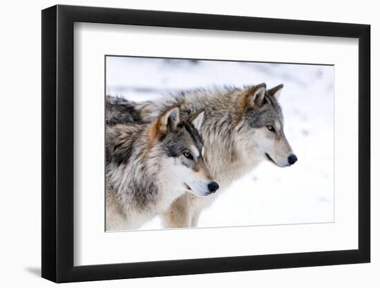 Two Sub Adult North American Timber Wolves (Canis Lupus) in Snow, Austria, Europe-Louise Murray-Framed Photographic Print