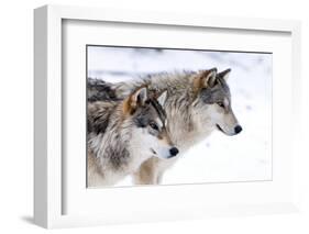 Two Sub Adult North American Timber Wolves (Canis Lupus) in Snow, Austria, Europe-Louise Murray-Framed Photographic Print