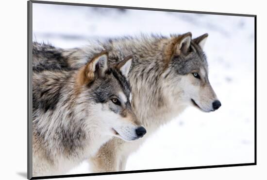 Two Sub Adult North American Timber Wolves (Canis Lupus) in Snow, Austria, Europe-Louise Murray-Mounted Photographic Print