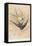 Two Swallows-J Giacomelli-Framed Stretched Canvas