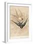 Two Swallows-J Giacomelli-Framed Photographic Print