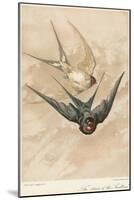 Two Swallows-J Giacomelli-Mounted Photographic Print
