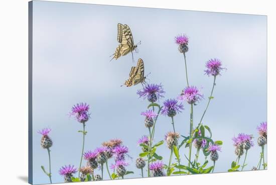 Two Swallowtail butterflies flying to feed on thistle bush-Edwin Giesbers-Stretched Canvas