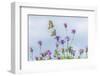 Two Swallowtail butterflies flying to feed on thistle bush-Edwin Giesbers-Framed Photographic Print
