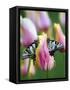 Two Swallowtail Butterflies on Tulip in Early Morning-Nancy Rotenberg-Framed Stretched Canvas