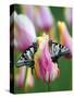 Two Swallowtail Butterflies on Tulip in Early Morning-Nancy Rotenberg-Stretched Canvas