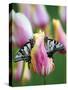 Two Swallowtail Butterflies on Tulip in Early Morning-Nancy Rotenberg-Stretched Canvas