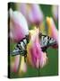 Two Swallowtail Butterflies on Tulip in Early Morning-Nancy Rotenberg-Stretched Canvas