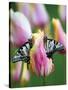 Two Swallowtail Butterflies on Tulip in Early Morning-Nancy Rotenberg-Stretched Canvas