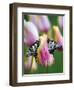 Two Swallowtail Butterflies on Tulip in Early Morning-Nancy Rotenberg-Framed Photographic Print