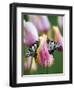 Two Swallowtail Butterflies on Tulip in Early Morning-Nancy Rotenberg-Framed Photographic Print