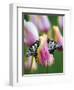 Two Swallowtail Butterflies on Tulip in Early Morning-Nancy Rotenberg-Framed Photographic Print