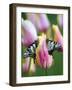 Two Swallowtail Butterflies on Tulip in Early Morning-Nancy Rotenberg-Framed Photographic Print