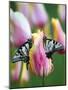 Two Swallowtail Butterflies on Tulip in Early Morning-Nancy Rotenberg-Mounted Photographic Print