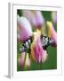 Two Swallowtail Butterflies on Tulip in Early Morning-Nancy Rotenberg-Framed Photographic Print