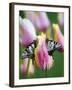 Two Swallowtail Butterflies on Tulip in Early Morning-Nancy Rotenberg-Framed Photographic Print