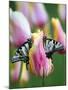 Two Swallowtail Butterflies on Tulip in Early Morning-Nancy Rotenberg-Mounted Photographic Print